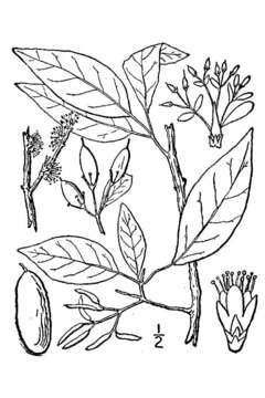 Forestiera acuminata (Michx.) Poir. resmi