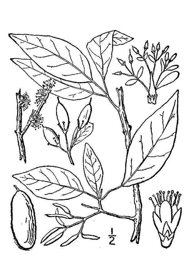 Forestiera acuminata (Michx.) Poir. resmi