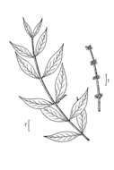 Plancia ëd Forestiera acuminata (Michx.) Poir.