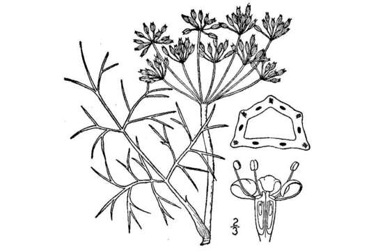 Image of fennel