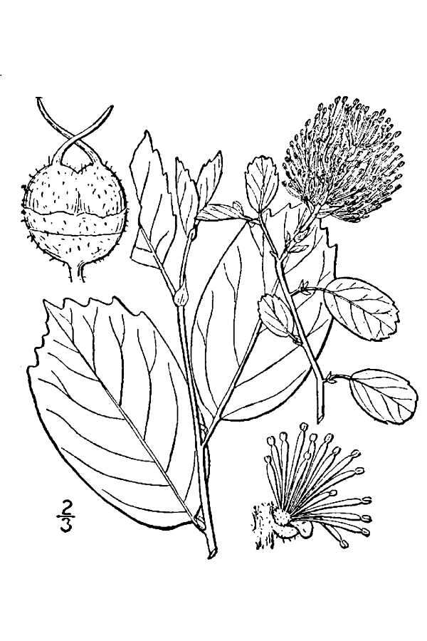 Fothergilla gardenii Murr. resmi