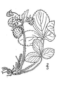 Image of Virginia strawberry