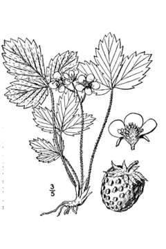 Image of Virginia strawberry