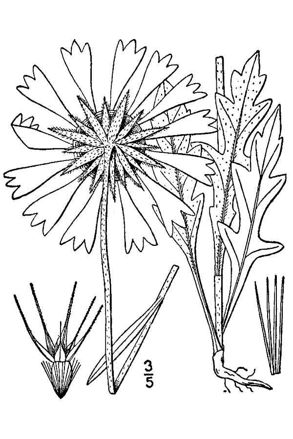 Image of Common perennial gaillardia