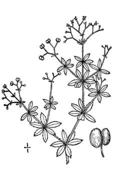 Image of Rough bedstraw