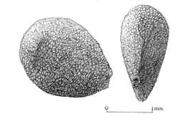 Image de Gaylussacia baccata (Wang.) K. Koch