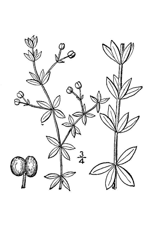 Image of Galium bermudense L.