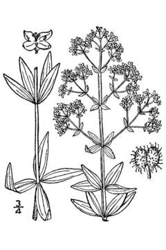 Plancia ëd Galium boreale L.