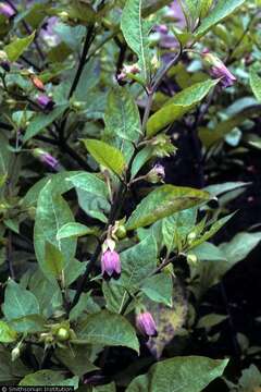 Image of belladonna