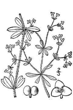 Image of Stiff bedstraw