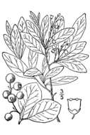 Image of blue huckleberry