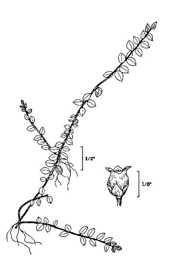 Image of creeping snowberry