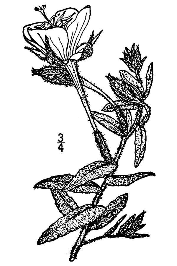 Imagem de Oenothera hartwegii subsp. pubescens (A. Gray) W. L. Wagner & Hoch