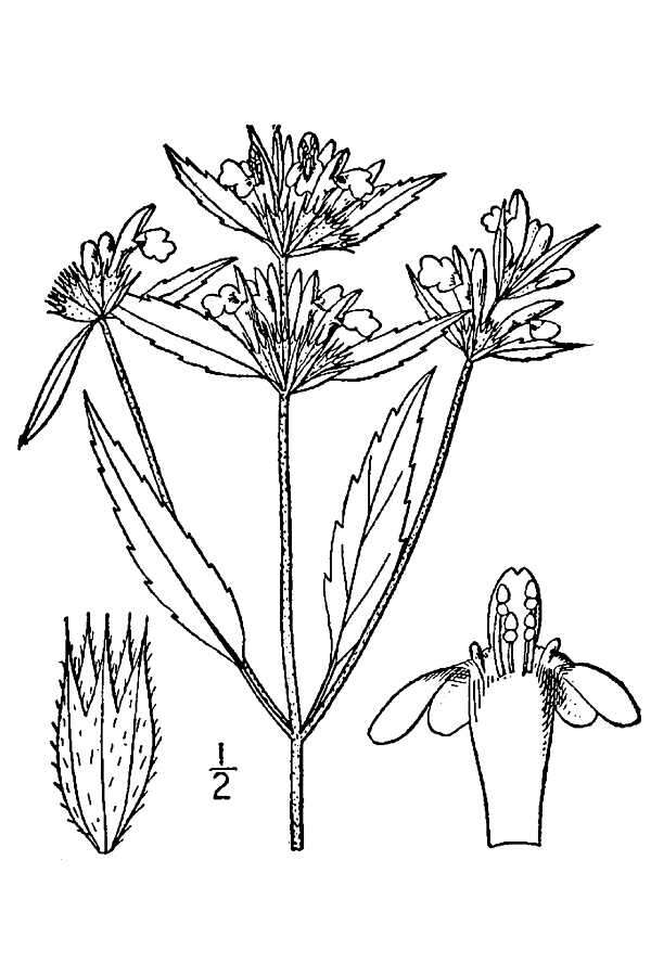 Image of Red hemp nettle