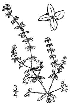 Image of Bog bedstraw