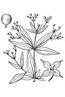 Imagem de Galium latifolium Michx.