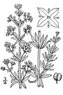 Image of White bedstraw