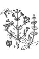 Image of Hairy bedstraw