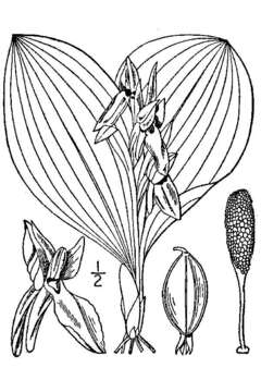 Plancia ëd Galearis spectabilis (L.) Raf.