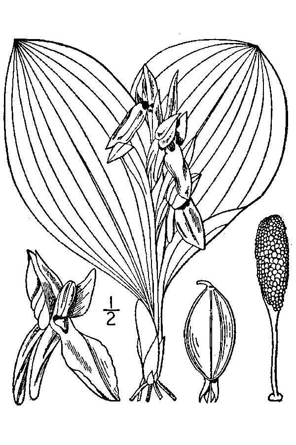 Plancia ëd Galearis spectabilis (L.) Raf.