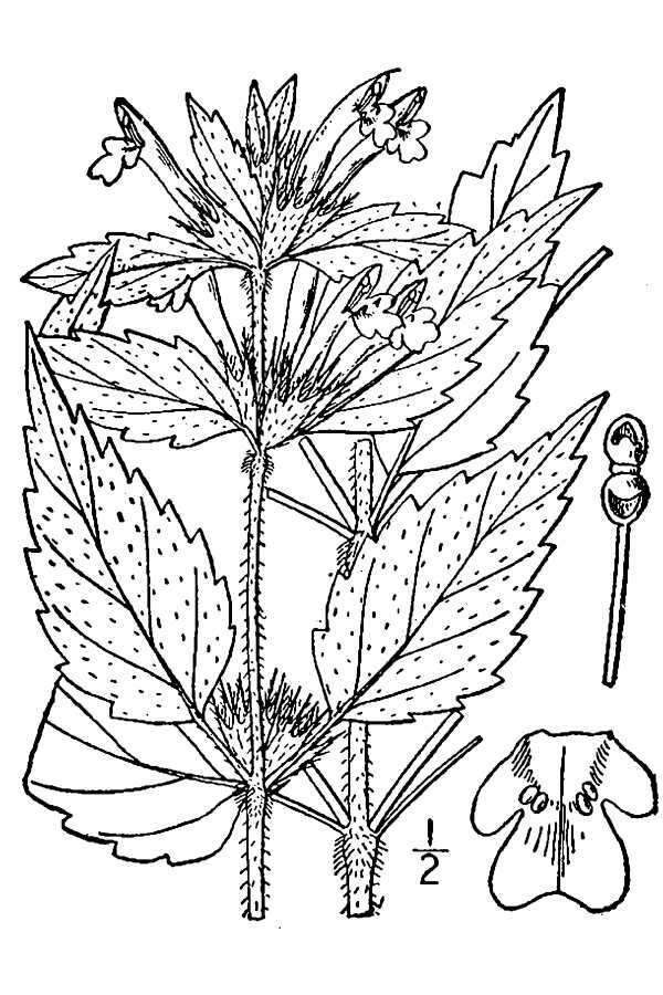 Image of Common hemp nettle