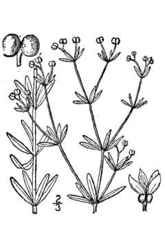 Image of Stiff bedstraw