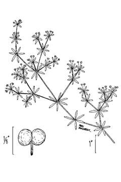 Image of Stiff bedstraw