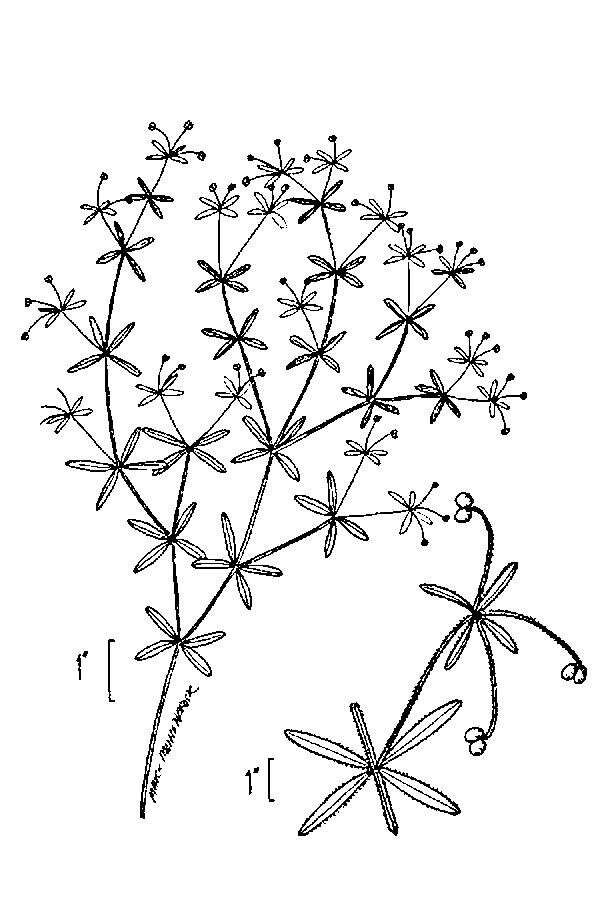 Image of three-petal bedstraw