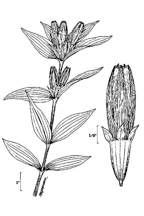 Image of closed bottle gentian