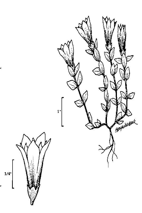 Image of Bog Gentian