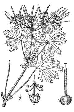 Image of Carolina geranium