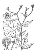 Image of white avens