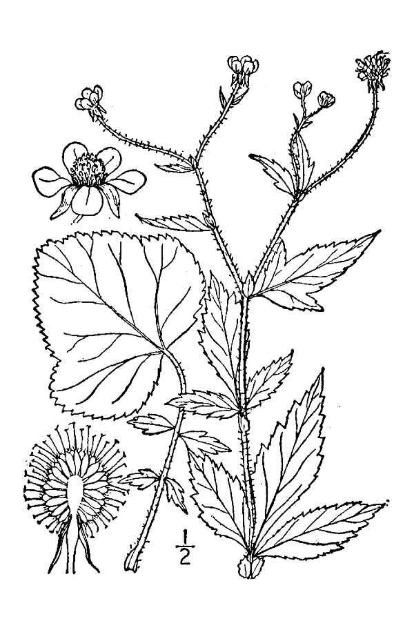 Image of white avens