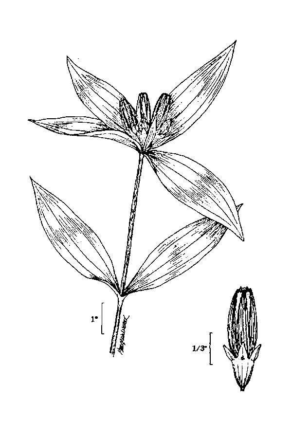 Image of bottle gentian