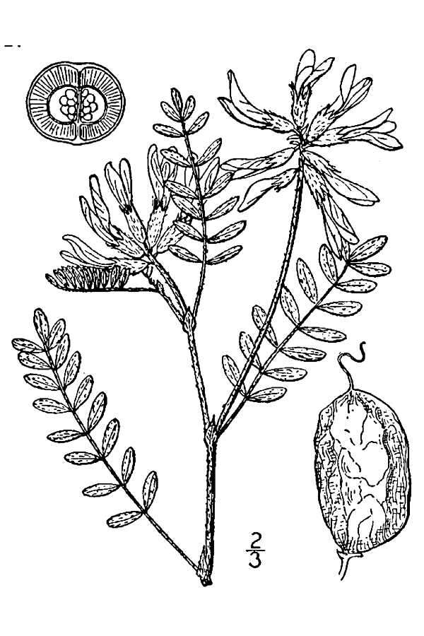 Image of groundplum milkvetch