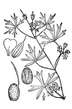 Imagem de Geranium dissectum L.