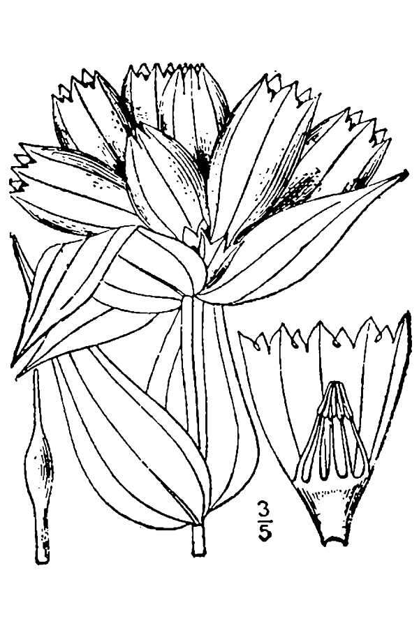 Image of plain gentian