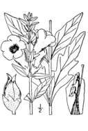 Слика од Aureolaria flava (L.) Farw. var. flava