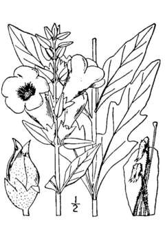 Image de Aureolaria flava (L.) Farw. var. flava