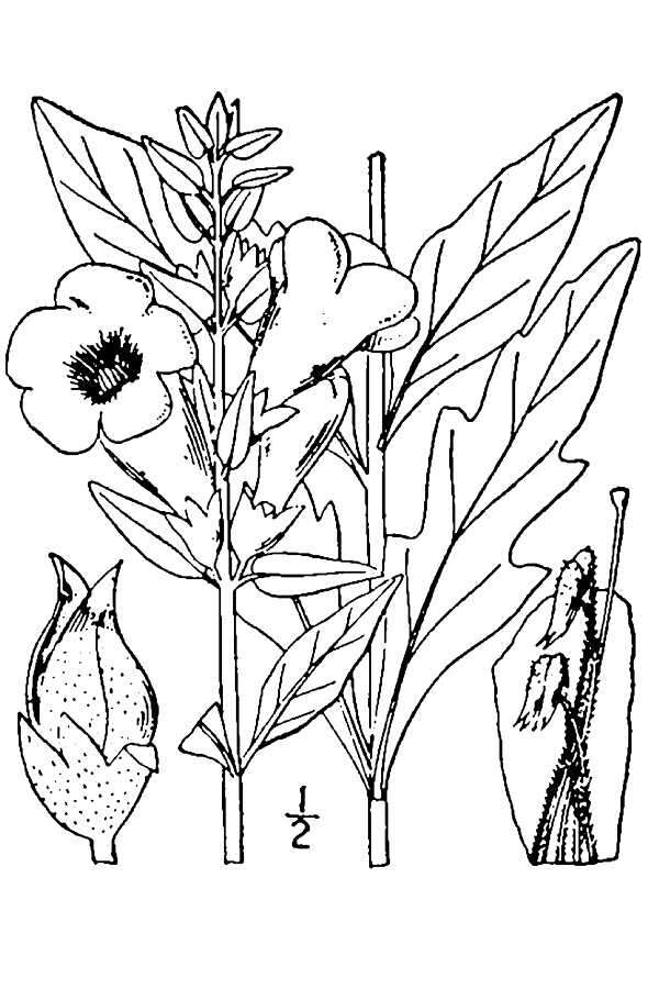 Слика од Aureolaria flava (L.) Farw. var. flava