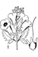 Слика од Aureolaria grandiflora (Benth.) Pennell var. grandiflora
