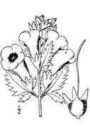 Image de Aureolaria grandiflora (Benth.) Pennell var. grandiflora