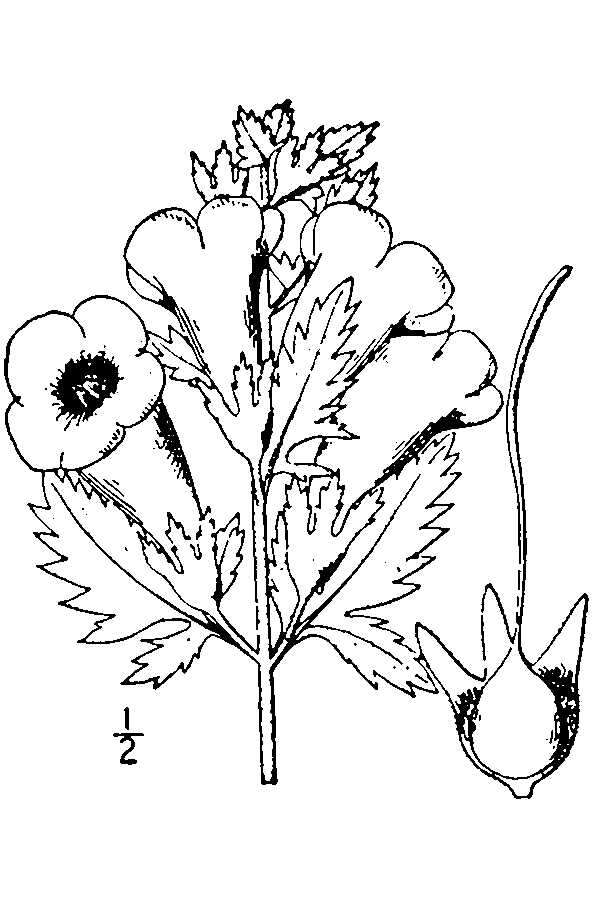 Слика од Aureolaria grandiflora (Benth.) Pennell var. grandiflora