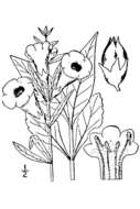 Image of entireleaf yellow false foxglove