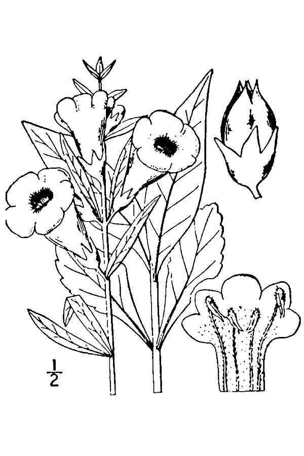 Image of entireleaf yellow false foxglove