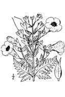 Image of fernleaf yellow false foxglove