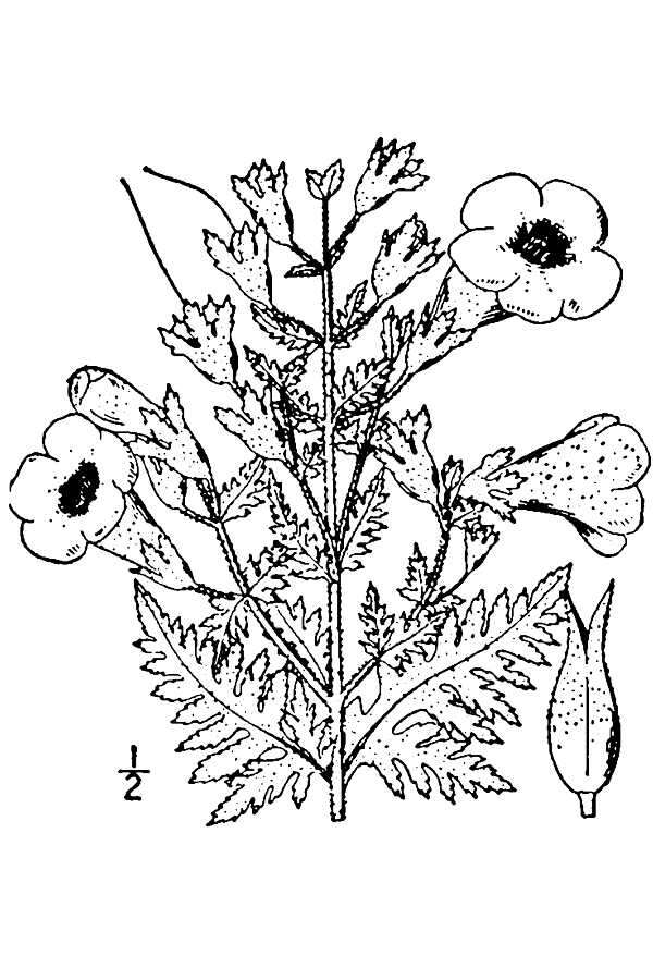 Слика од Aureolaria pedicularia (L.) Raf. var. pedicularia