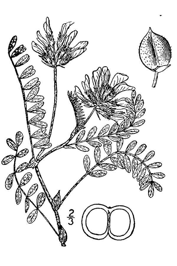 Image of Platte River milkvetch