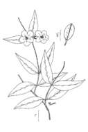 Image of Rankin's trumpetflower