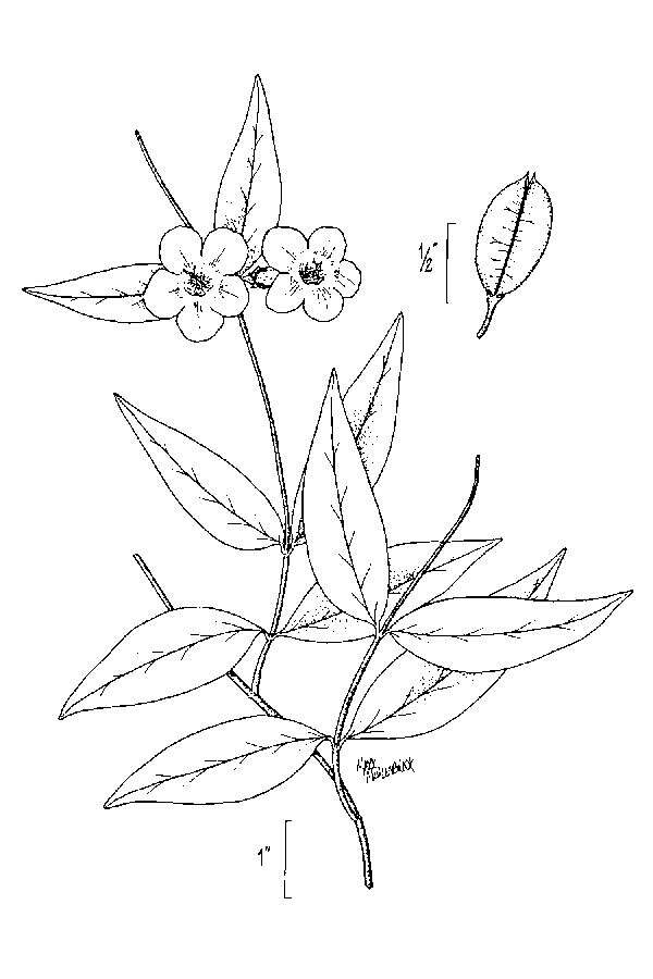 Image of Rankin's trumpetflower